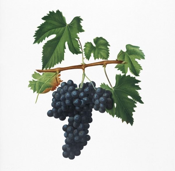 Grapes on the Vine