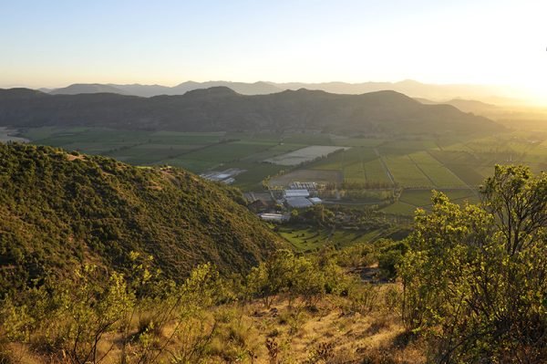 Central Valley vineyards