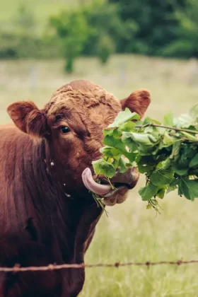 Cow Eating Grapes