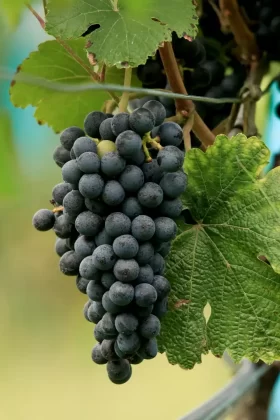 Wine Grapes on the Vine