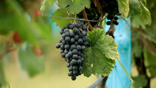 Wine Grapes on the Vine