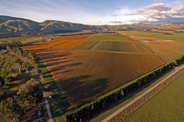 Saint Clair Pioneer Block 30 Cabernet Franc 2020 - Image 2