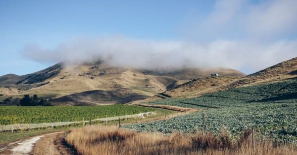 Astrolabe Taihoa Vineyard Sauvignon Blanc 2023 - Image 2